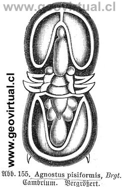 Agnostus pisiformis (Haas, 1902)