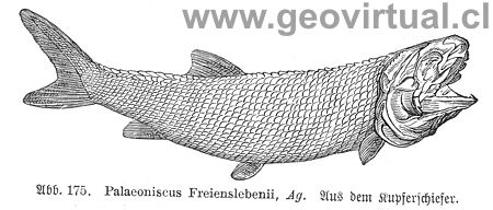 Paleoniscus Freienslebeni Agass. (Haas, 1902)