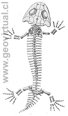 Branchiosaurus amblystomus Credner de Haas, original de Credner (1891)