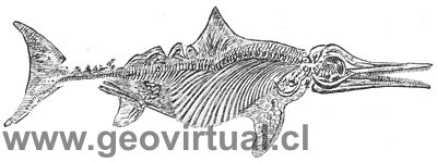 Ichthyosaurus seg�n Haas (1902)