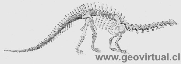 Brontosaurus (Haas, 1902)