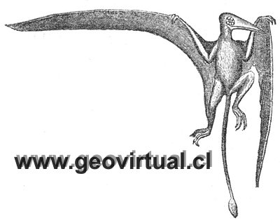 Rhamphorhynchus (Haas, 1902)