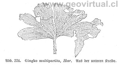 Gingko de Haas, 1902