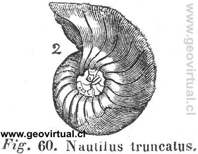 Nautulos o Nautilus