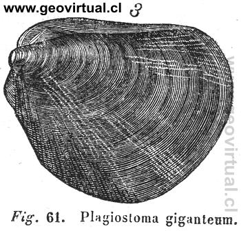 Plagiostoma giganteum