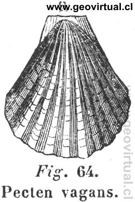 Pecten vagans de Hartmann 1843
