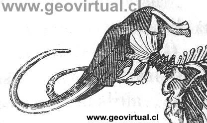 Mamut de St. Petersburgo (Hartmann, 1843)