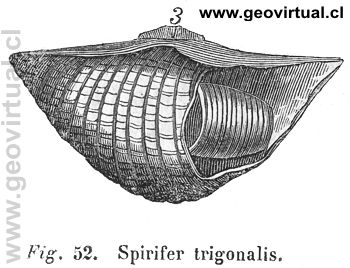 Spirifer Trigonalis (Carl Hartmann, 1843)