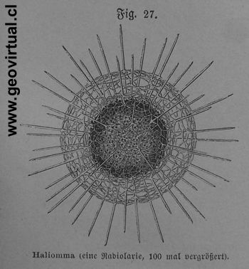 Radiolaria, un retrato de Kruemmel (1886)