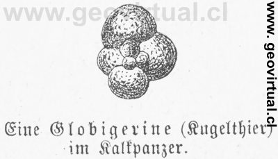 Globigerina
