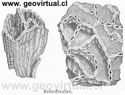 Halisites de Lippert 1878