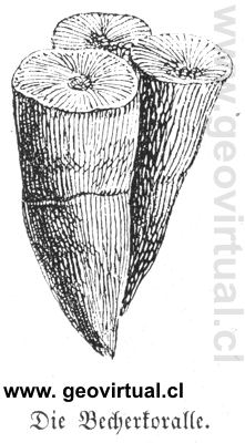 coral seg�n Lippert 1878, Becherkoralle