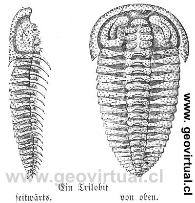 Trilobite (de Julius Lippert, 1878)