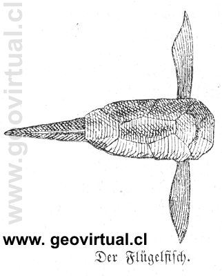 Pterichthys de Lippert (1878)
