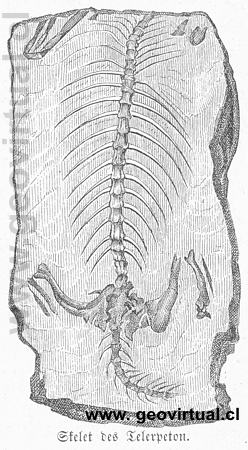 Telerpeton de Lippert (1878)