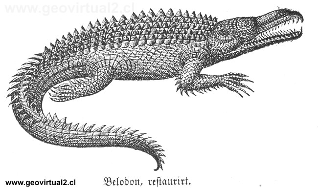 Belodon de Lippert 1878
