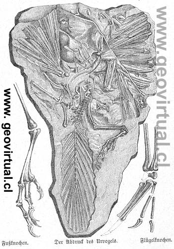 Archaeopterix de Lippert 1878