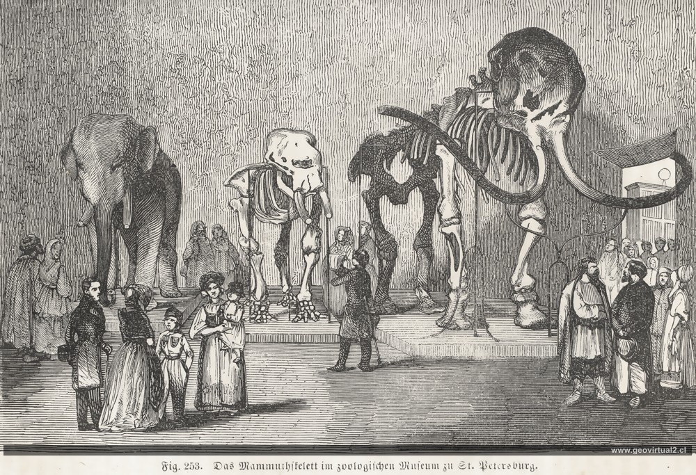Mamut de San Petersburgo