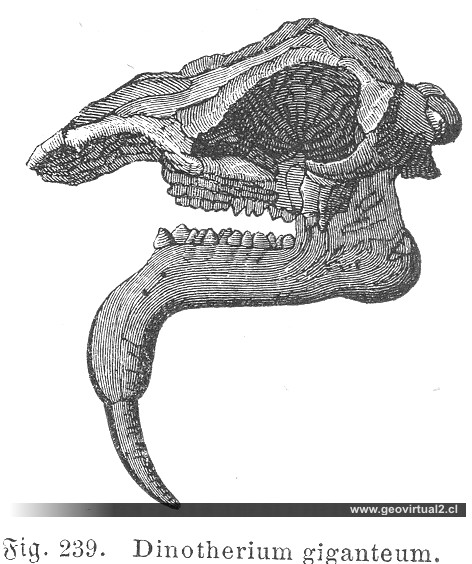 Dinotherium giganteum, Ludwig (1861)