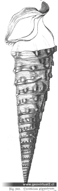 Cerithium giganteum