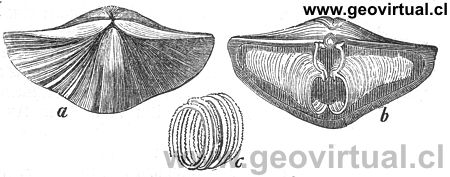 Spirifer striatus de Rudolph Ludwig (1861)