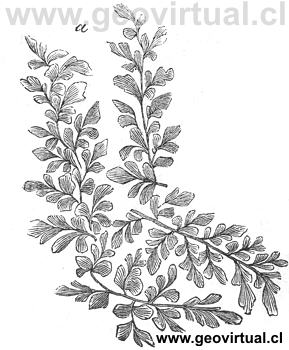 Neuropteris flexuosa