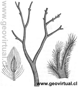 Lepidodendron del carbon�fero - Rudolph Ludwig (1861)