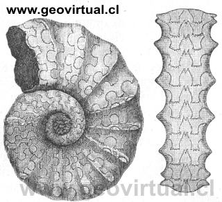 Ceratites Nodosus (Rudolph Ludwig, 1861)
