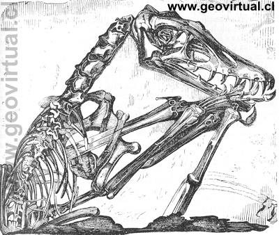 Ptereodactylus