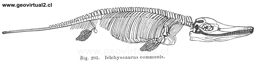 Ichthyosaurus,  Ictiosauros de Rudolph Ludwig (1861)