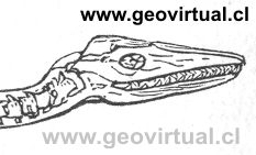 cabeza de un Plesiosaurus