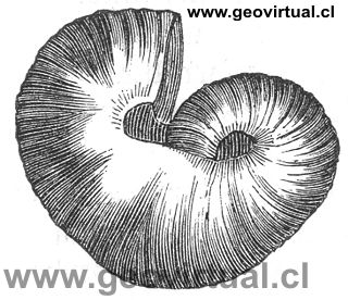 scaphites aequalis de Rudolph Ludwig