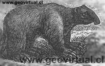 Megatherium seg�n Ludwig (1861)