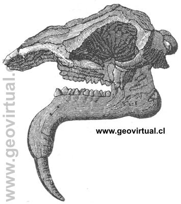 Dinotherium giganteum - Rudolph Ludwig (1861)