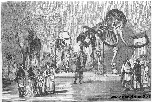 Retrato de un mamut del Museo zool�gico de San Petersburgo
