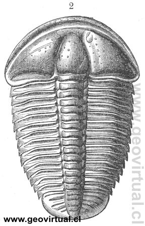 Conocephalites = Conocephalus un trilobite