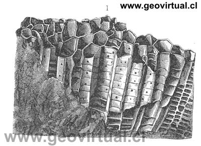 Favosites gotlandicus de Neumayr, 1897