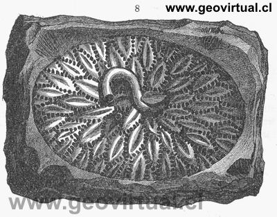 Pleurodictyum problematicum de Neumayr, 1897