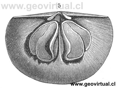 Leptaena sericea de Davidson cit. en Neumayr, 1897