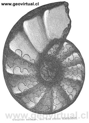Ceratites nodosus de Neumayr, 1897