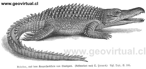 Belodon de Neumayr - restaurada de Oskar Fraas