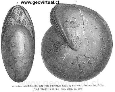 Arcestes intuslabiatus de Neumayr, 1897