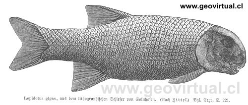 Lepidotus gigas de Zittel, cit. en Neumayr 1897