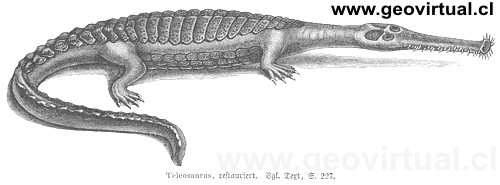 teleosaurus