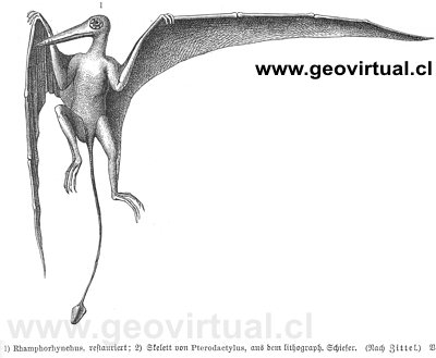Rhamphorhynchus restaurado (Neumayr, 1897)