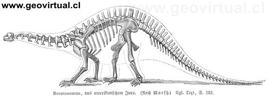 Apatosaurus o Brontosaurus