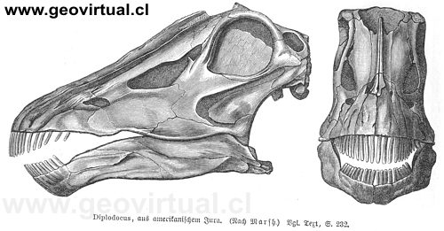 Diplodocos  o Diplodocus