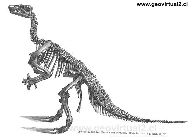 Iguanodon