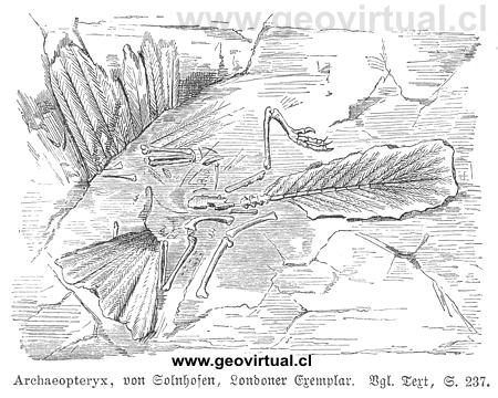 Archaeopterix ejemplar de Londres