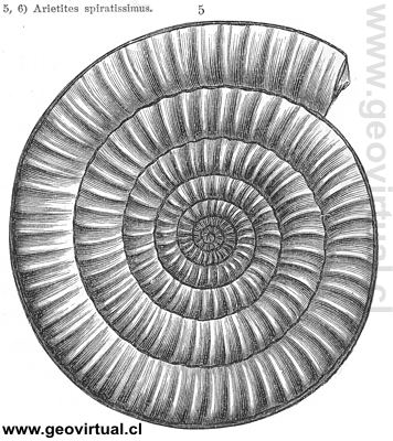 Arietites spiratissimus un amonites del L�as inferior